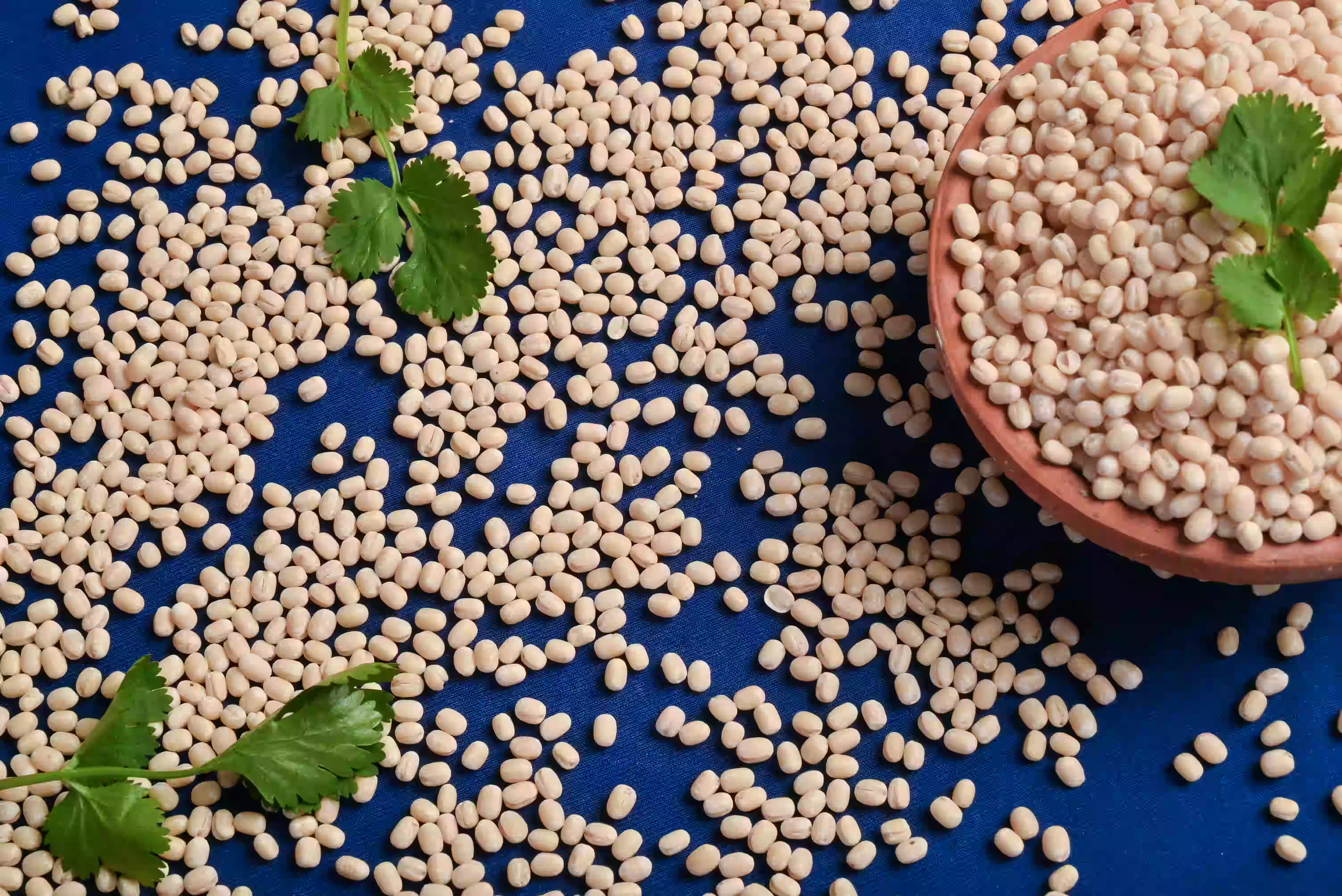 Bulk Whole White Urad Dal Exporter India